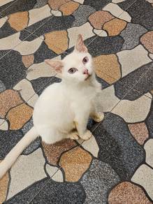 Kucing