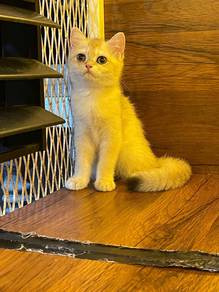 British Short Hair Golden