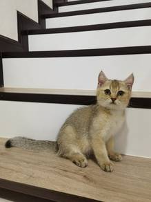 British short hair BSH 