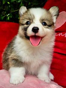 CORGI PUPPIES C152 Available Male & Female