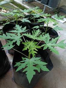 Pokok Betik