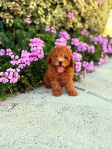 toy poodle r