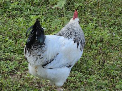 Ayam Light Sunsex Premium