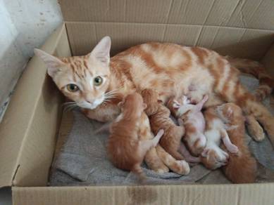 kucing Dan anak