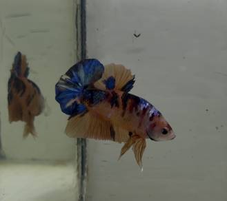 multicolor betta
