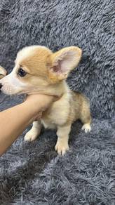 Special Corgi male Puppy