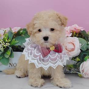Poodle