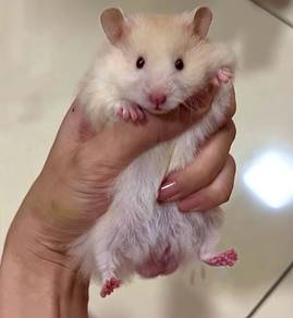 Poly Hamster Male