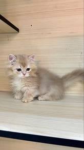 Munchkin Long Hair