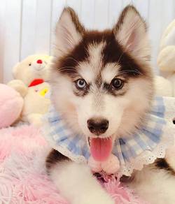 Husky