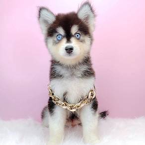 Pomsky