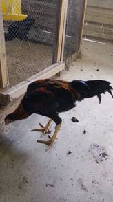 anak Muda ayam pama untuk dijual