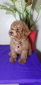 cavapoo 1