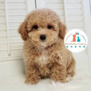Poodle Toy