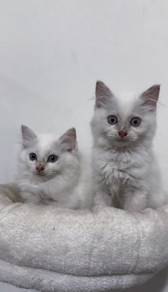 kitten want to clear