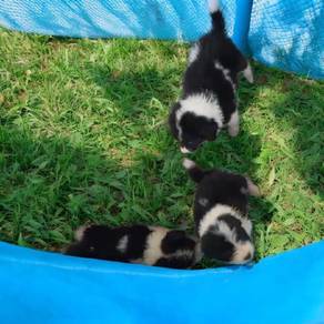 Border collie 