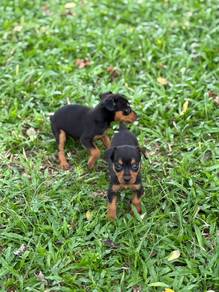 mini pincher