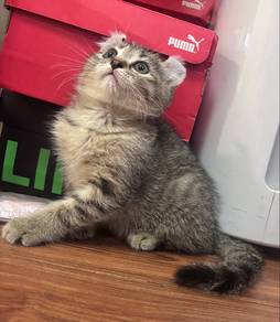 munchkincat ( non std munchkin)