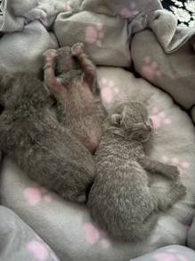 baby kitten open booking