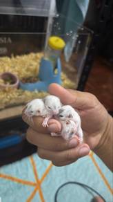 Dormouse Putih (High Pied)