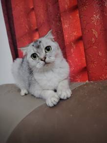 Scottish Fold
