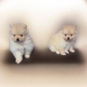 Pomeranian small type