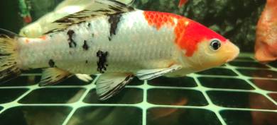 koi fish 3 ekor sekali 7inch