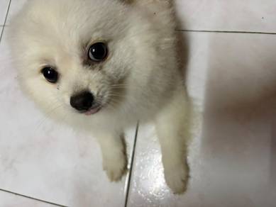Pure breed Pomeranian