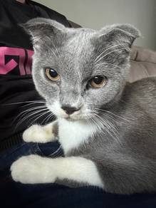 Scottish Fold