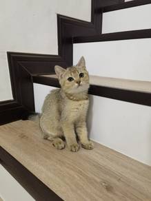 BSH British short hair Golden 