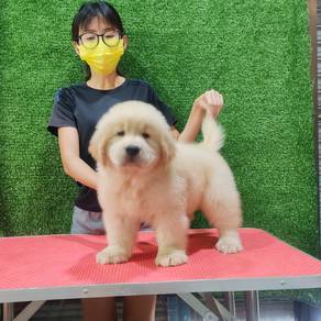 xxl golden retriever f