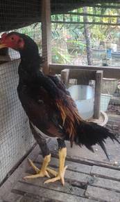 Ayam shamo cross aseelmurga 3bln lbh