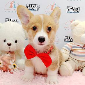 Welsh Corgi