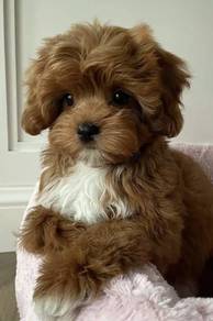 N6695 Snuggly Maltipoo Maltese mix Poodle mix Shor