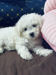 J8184 Mesmerizing Bichon cute white fluffy curly t
