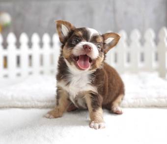 CHIHUAHUA PUPPIES 376 🌷Head Apple Cute Dog