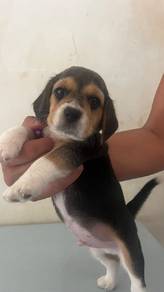 4 cutie puppy beagle 