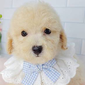 Poodle