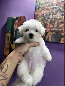 Shihpoo