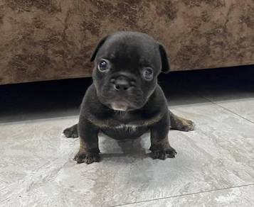 AMERICAN BULLY PUPPIES D90 🐻 Available Exotic