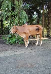 lembu brahman