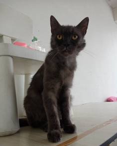BSH mix PERSIAN 