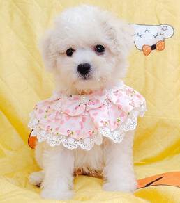 Bichon