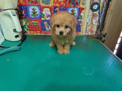 Tiny Poodle Teddy Bear FaceTaiwan Lineage