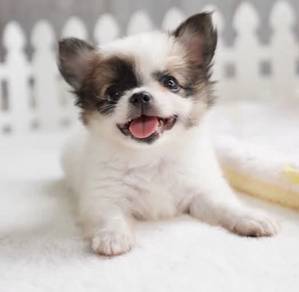 CHIHUAHUA PUPPIES VIP59🌷Head Apple Bonnie Dog Boy