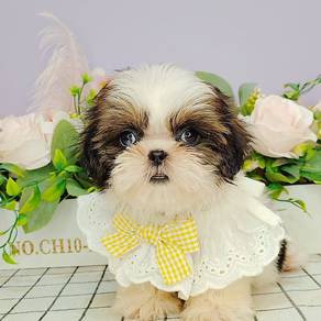 Shih Tzu