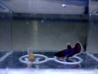 Dumbo Betta fish Female Ikan Laga betina
