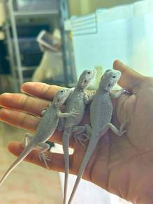 Hypo Zero Bearded Dragon 