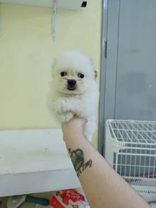cute shih tzu female