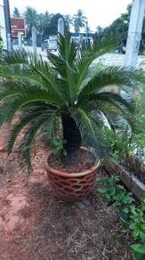 Cycas revoluta